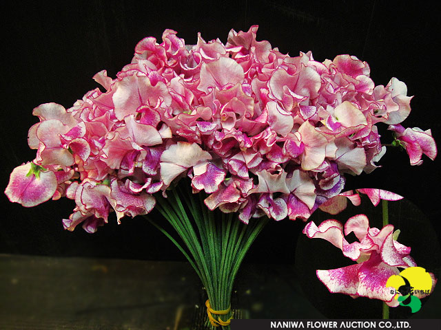 Lathyrus odoratus Lavender Ripple.jpg